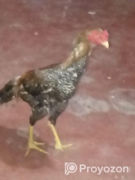 সরালি মুরগা