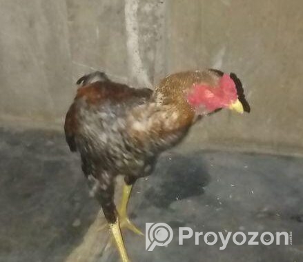 সরালি মুরগা