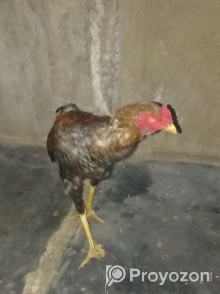 সরালি মুরগা