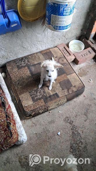 জার্মান স্পিটিজ জাতের কুকুরের বেবি