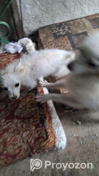 জার্মান স্পিটিজ জাতের কুকুরের বেবি