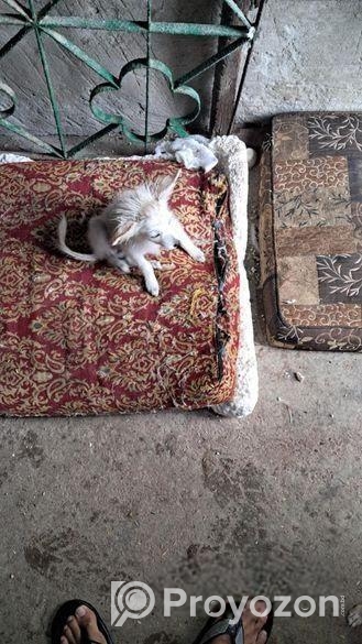 জার্মান স্পিটিজ জাতের কুকুরের বেবি