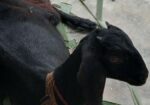 পাঠি ছাগল বিক্রয়