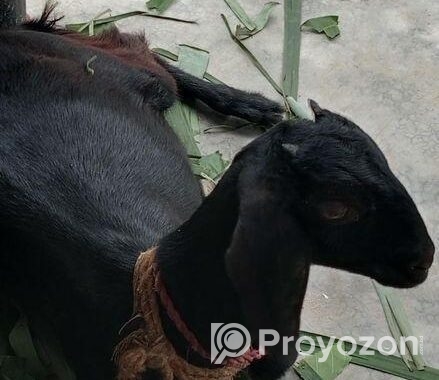 পাঠি ছাগল বিক্রয়