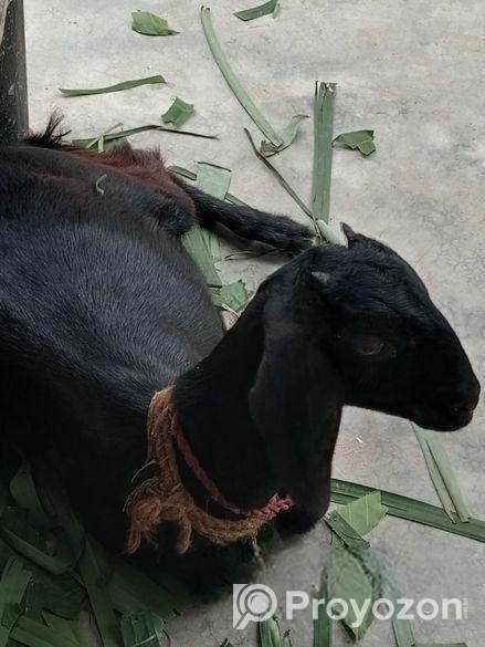 পাঠি ছাগল বিক্রয়