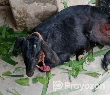 পাঠি ছাগল বিক্রয়