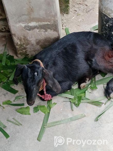 পাঠি ছাগল বিক্রয়