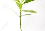 রেডি মিক্স সয়েল