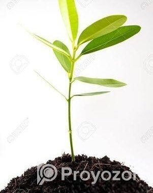 রেডি মিক্স সয়েল