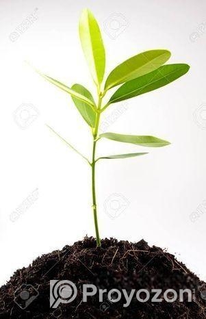 রেডি মিক্স সয়েল