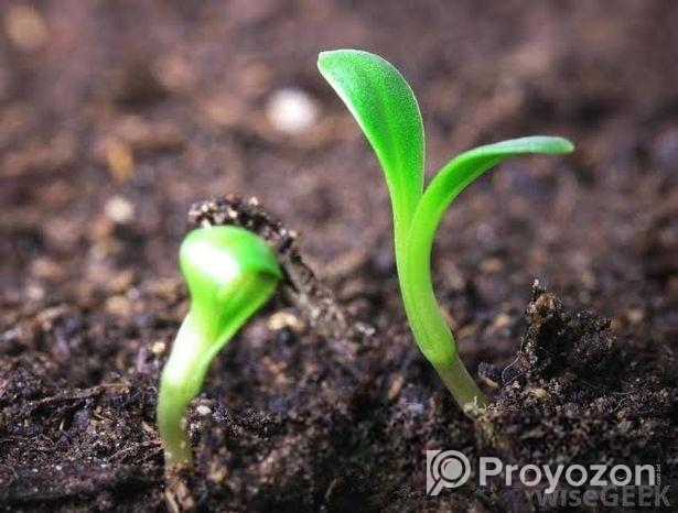 রেডি মিক্স সয়েল