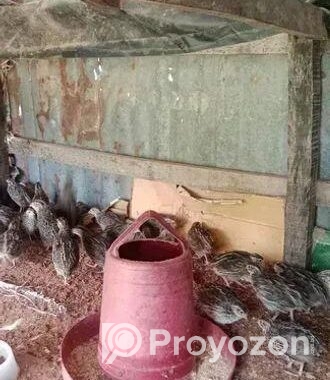 কোয়েল পাখির বাচ্ছা বিক্রি হয়