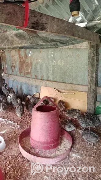 কোয়েল পাখির বাচ্ছা বিক্রি হয়