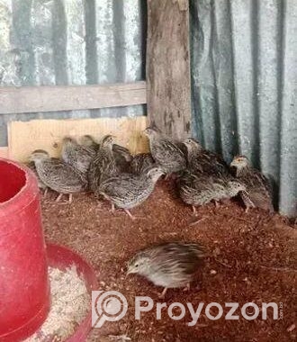 কোয়েল পাখির বাচ্ছা বিক্রি হয়