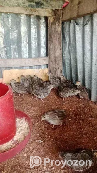 কোয়েল পাখির বাচ্ছা বিক্রি হয়