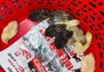King Quail Sell Hobe