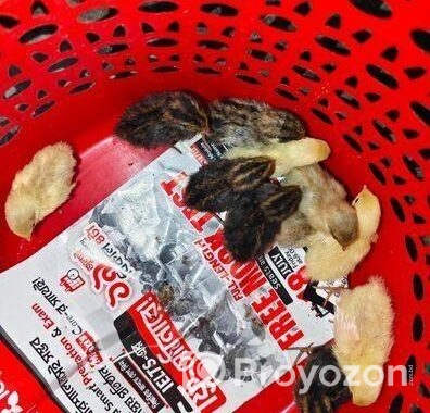 King Quail Sell Hobe