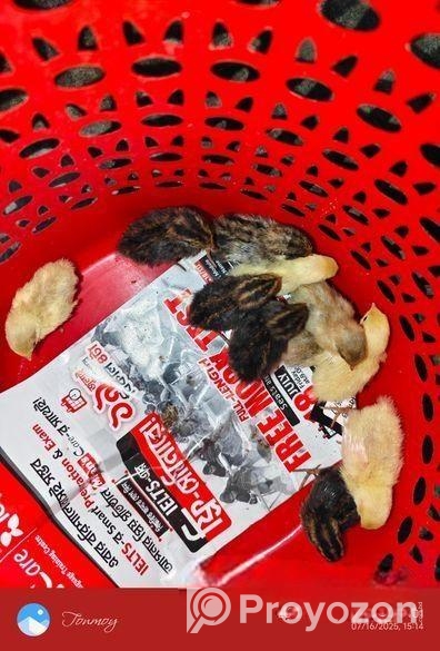 King Quail Sell Hobe