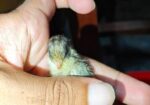 King Quail Sell Hobe
