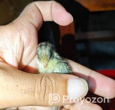 King Quail Sell Hobe