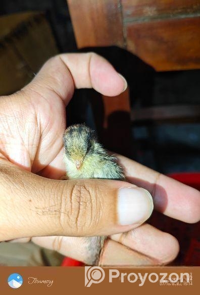 King Quail Sell Hobe