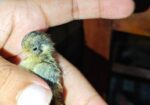 King Quail Sell Hobe