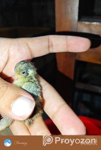 King Quail Sell Hobe