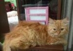 Long Coat Pure Persian Cat Sell Hobe