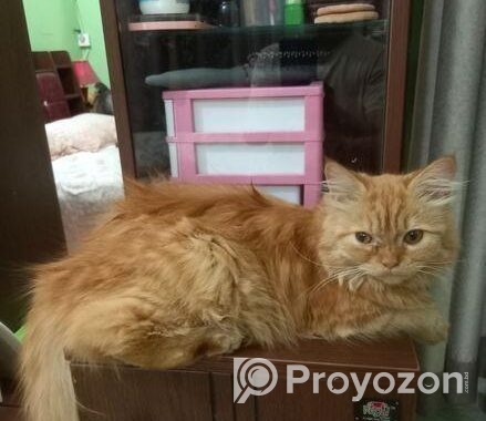 Long Coat Pure Persian Cat Sell Hobe
