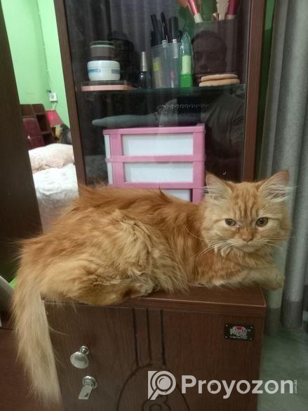 Long Coat Pure Persian Cat Sell Hobe