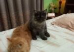 Long Coat Pure Persian Cat Sell Hobe
