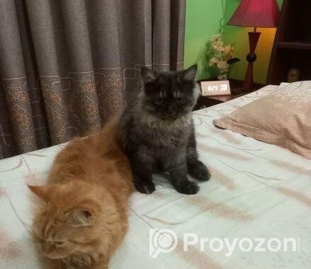 Long Coat Pure Persian Cat Sell Hobe