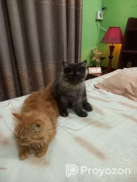 Long Coat Pure Persian Cat Sell Hobe