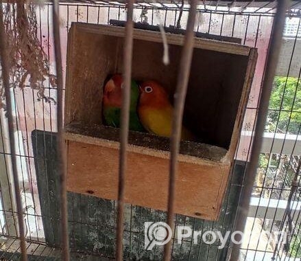 লাভ বার্ড, বাজরিগার অস্ট্রেলিয়ান ঘুঘু খাঁচা সহ