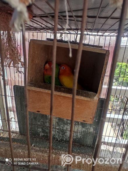 লাভ বার্ড, বাজরিগার অস্ট্রেলিয়ান ঘুঘু খাঁচা সহ