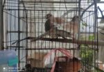 লাভ বার্ড, বাজরিগার অস্ট্রেলিয়ান ঘুঘু খাঁচা সহ