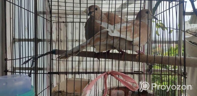 লাভ বার্ড, বাজরিগার অস্ট্রেলিয়ান ঘুঘু খাঁচা সহ
