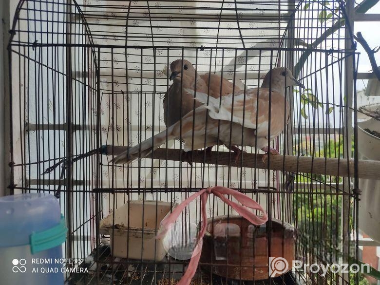 লাভ বার্ড, বাজরিগার অস্ট্রেলিয়ান ঘুঘু খাঁচা সহ