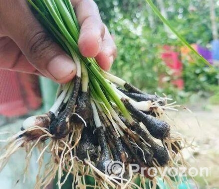 রেইন লিলি ফুলের চারা