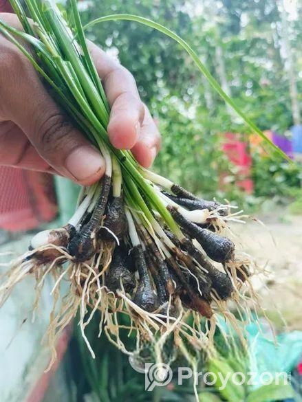 রেইন লিলি ফুলের চারা