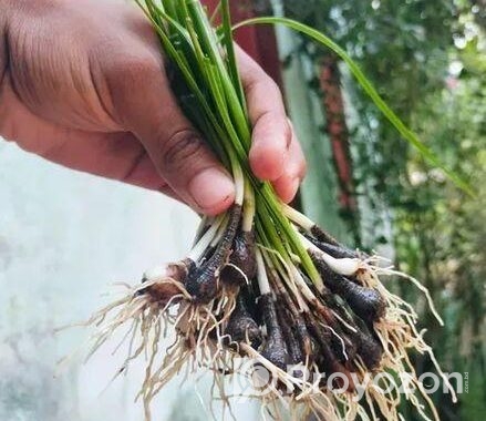রেইন লিলি ফুলের চারা