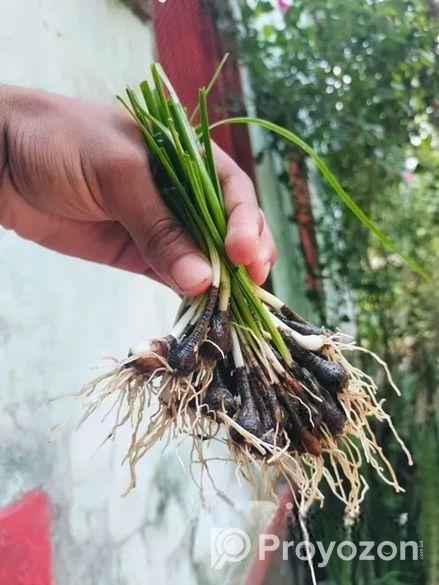 রেইন লিলি ফুলের চারা