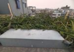 ড্রাগন গাছ বিক্রি হবে
