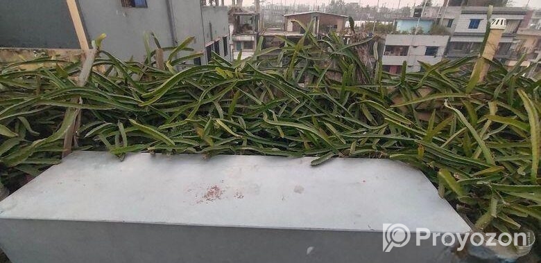 ড্রাগন গাছ বিক্রি হবে