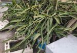 ড্রাগন গাছ বিক্রি হবে