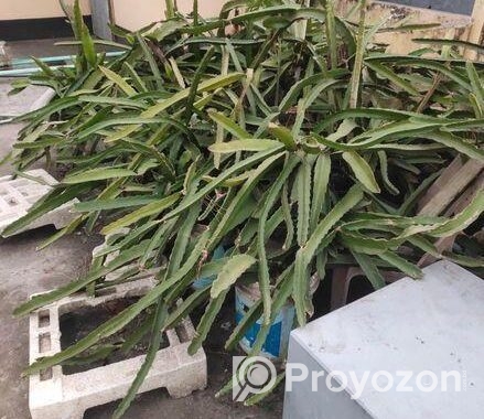 ড্রাগন গাছ বিক্রি হবে