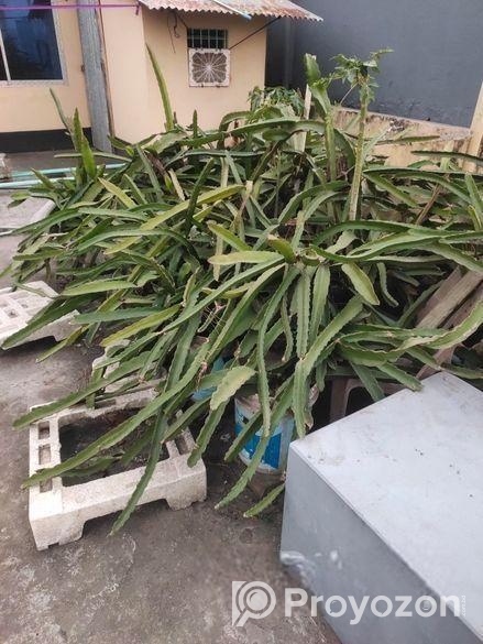 ড্রাগন গাছ বিক্রি হবে