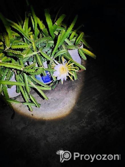 ড্রাগন গাছ বিক্রি হবে