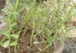 টবের চারা গাছ গাছালি বিক্রি হবে