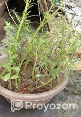 টবের চারা গাছ গাছালি বিক্রি হবে